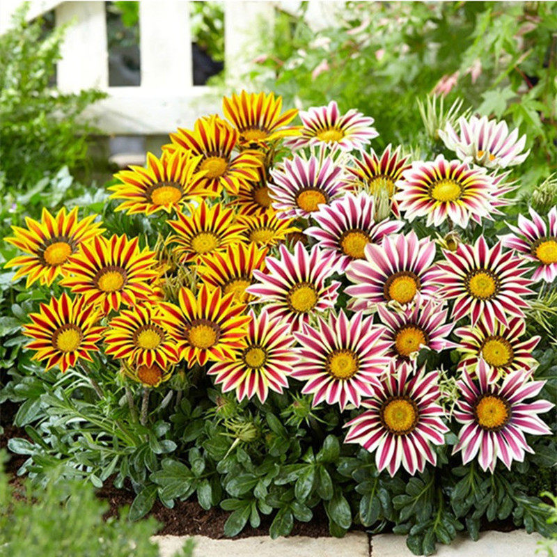 勋章菊盆栽大苗多年生带花耐寒庭院阳台植物成品花卉现货包邮