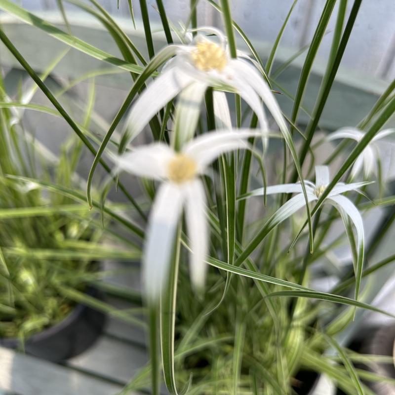 大苗多年生水生盆栽植物盆景花宿根成品花镜白鹭莞庭院花草花园