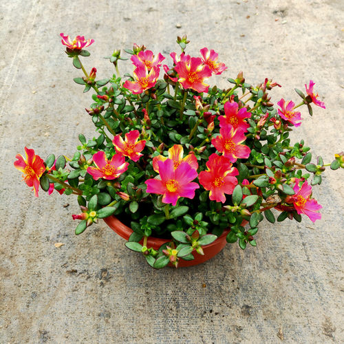 多年生红色进口四季太阳花非洲菊