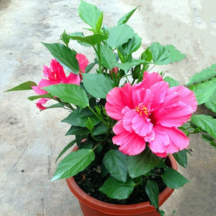 包郵 耐曬耐熱庭院陽(yáng)臺(tái)花卉綠植玫紅色重瓣朱槿芙蓉花佛堇扶桑帶花