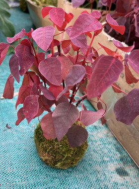 紫锦木成品盆栽彩叶树木本植物多年生耐热植物红乌桕室内外花卉