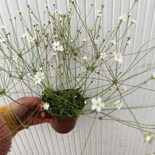 点地梅成品盆栽花苗基地直发繁星点点小白花阳台庭院网红花卉