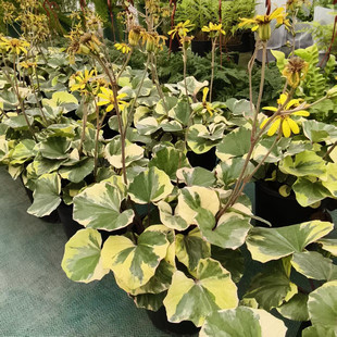 浮云锦盆栽吴风草锦耐阴彩叶观叶植物稀有绿植耐寒耐热庭院阳台花