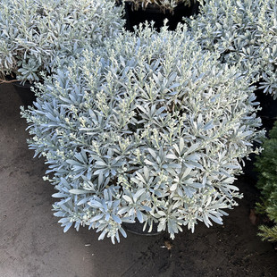 成品盆栽芙蓉菊银香菊银叶菊银色系花镜植物多年生耐寒耐热花卉