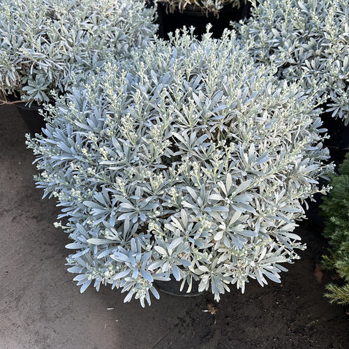 成品盆栽芙蓉菊银香菊银叶菊银色系花镜植物多年生耐寒耐热花卉