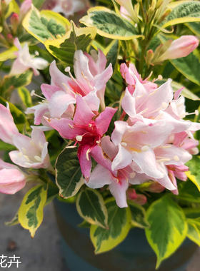 五彩庭院绿植花卉五彩盆栽庭院