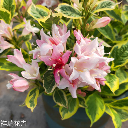 五彩庭院绿植花卉五彩盆栽庭院