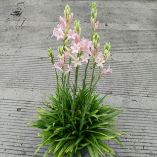 成品盆栽晚香玉又名夜来香种球花卉多年生耐热耐寒花园阳台植物