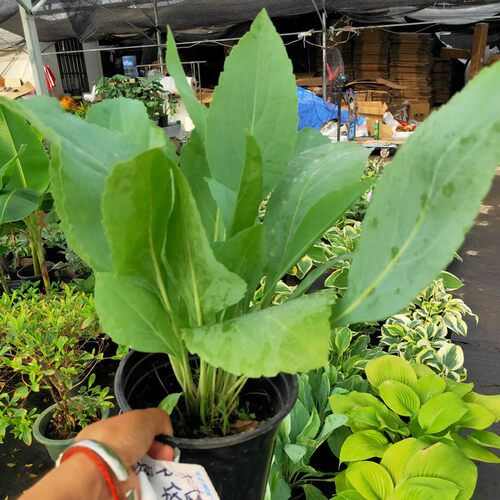 蒲棒菊成品盆栽花苗多年生