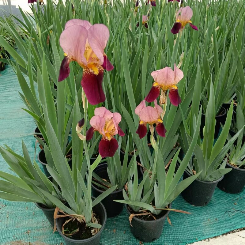 成品大苗德国鸢尾花盆栽花卉多年生花园阳台植物可水培土养燕尾花