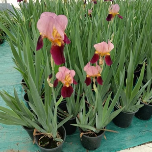 成品大苗德国鸢尾花盆栽花卉多年生花园阳台植物可水培土养燕尾花