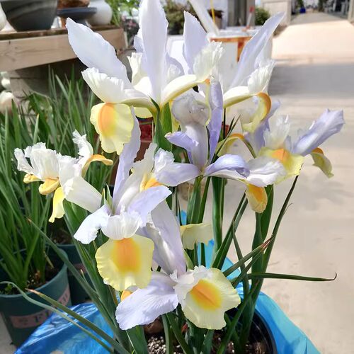 进口成品球根鸢尾发现阿波罗