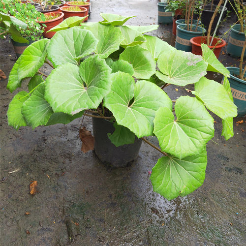 观叶庭院阳台易养活耐热花卉植物