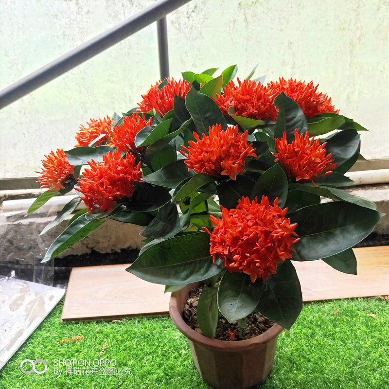 龙船花新款净化空气驱蚊趣味庭院阳台木本花卉仙丹花盆栽带花包邮