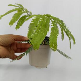 进口成品盆栽密叶猴耳环含羞草科网红观叶绿植稀有植物室内阳台花