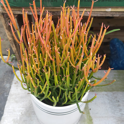 多肉盆栽火焰木光棍树庭院阳台