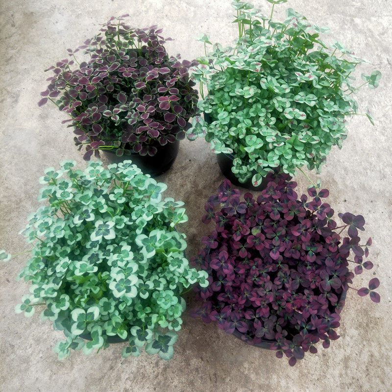 幸运草新款祥瑞花卉榨浆草三叶草盆栽观叶植物易养护多年生耐寒