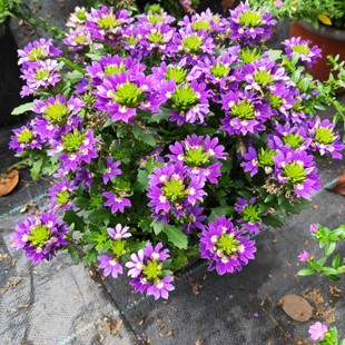 草海桐蓝扇花盆栽多年生草本植物花坛庭院阳台楼顶驱蚊趣味花卉