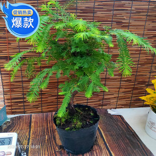 水杉南洋杉新款办公室盆栽盆景大苗花卉老桩绿植颜值高挺好看