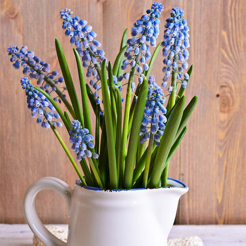 荷兰葡萄风信子盆栽带花苞花苗