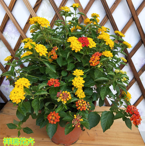马缨丹五色梅花卉盆栽耐晒