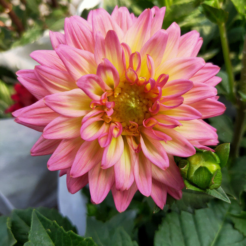 天竺大丽花地瓜庭院盆栽花带花牡丹四季成品大理花开球根植物大苗