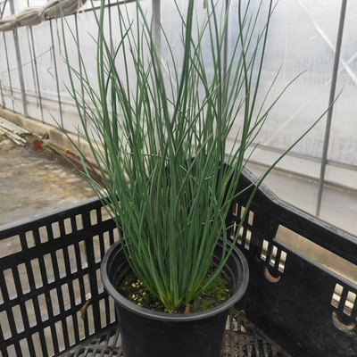 灯芯草盆栽大苗多年生花镜植物