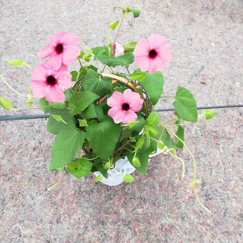 黑眼新款苏珊多年生花卉庭院阳台宿根草本爬藤大苗西班牙之眼带花