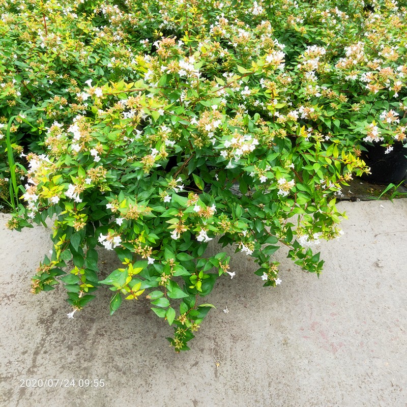 盆栽新款地栽灌木金叶大花六道木庭院阳台覌叶覌花植物带花满包邮
