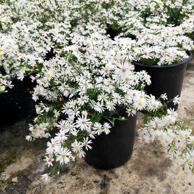 柳叶白菀花镜花海耐寒花卉白色成品盆栽多年生耐热庭院阳台宿根花