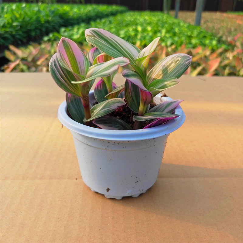 祥瑞新品油画婚礼吊兰锦多肉花卉观叶植物阳台客厅垂吊小盆栽包邮