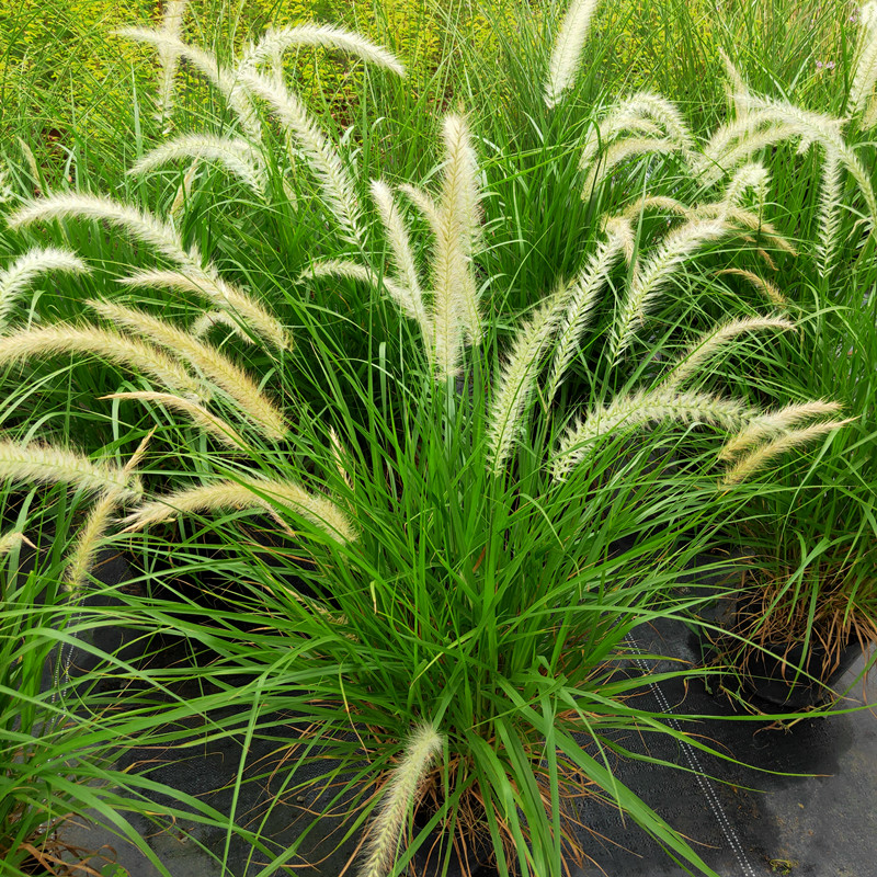 火焰羽绒狼尾草观赏草狗尾巴草驱蚊盆栽阳台花园庭院多年生植物