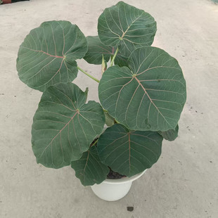 心叶榕锦花叶橡皮树琴叶榕牛奶榕花卉室内观叶植物盆栽包邮好养