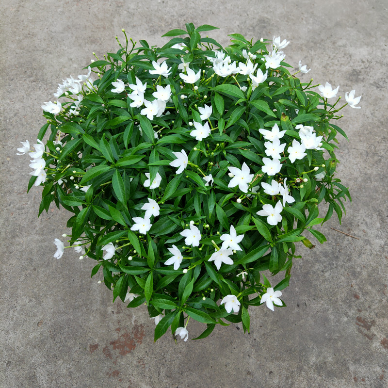 狮子花珍珠花狗芽花丁香花盆栽绿植阳台庭院花卉带花好养驱蚊包邮