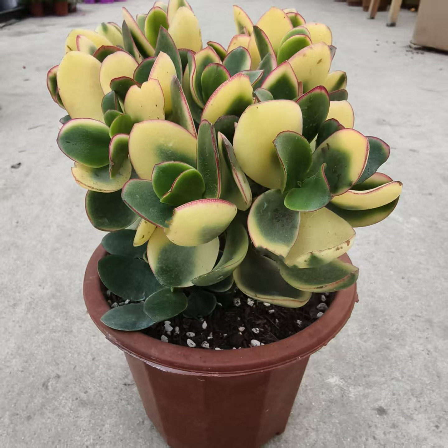 新花月锦盆栽老庄多肉植物多头群生彩色稀有进口带锦玉树落日之雁