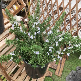迷迭香大叶小叶食用香草花苗庭院植物花卉可驱蚊盆栽带原土球包邮