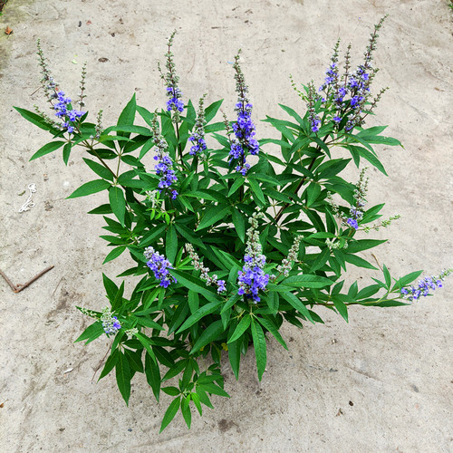 成品庭院多年生灌木宿根穗花牡荆