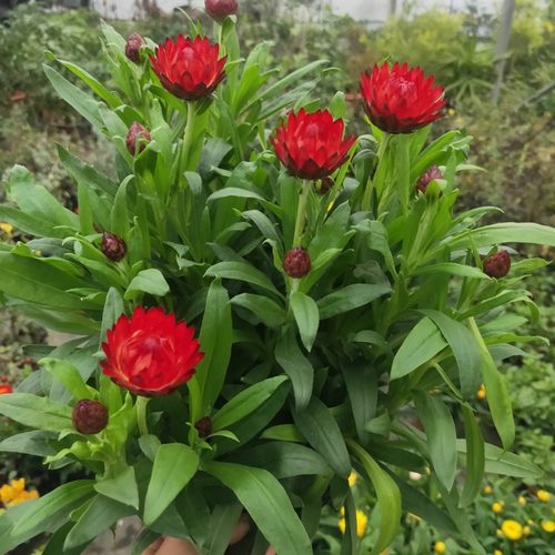 麦秆菊盆栽庭院阳台花卉植物腊菊花苗带花耐寒耐热易爆花好养