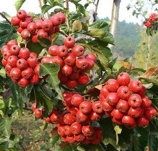 信宜山楂树苗南北方种植阳台盆栽地栽老庄树苗当年结果带果发货