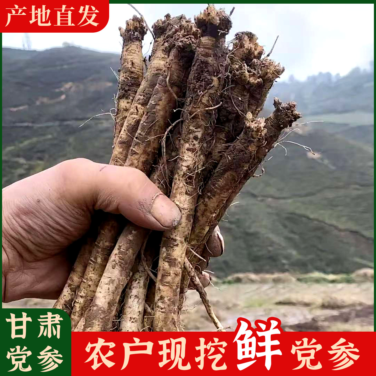 甘肃定西党参鲜货整根现挖现发无硫无添加新鲜党参条中药材批发价