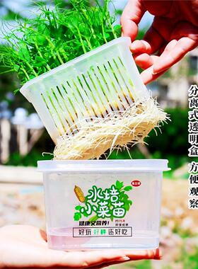 水培豌豆苗绿豆芽苗菜儿