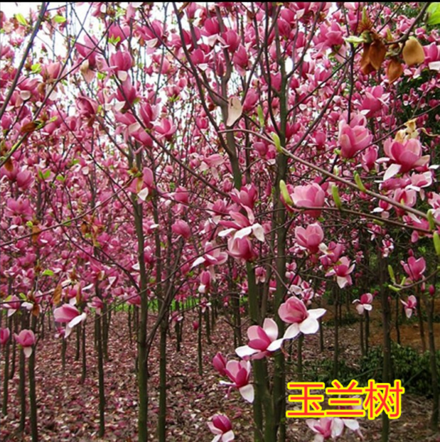 紫玉兰树苗娇红一号玉兰苗嫁接玉