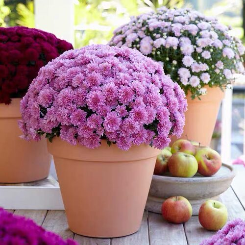 姬小菊质量怎么样 姬小菊口碑怎么样 小麦优选