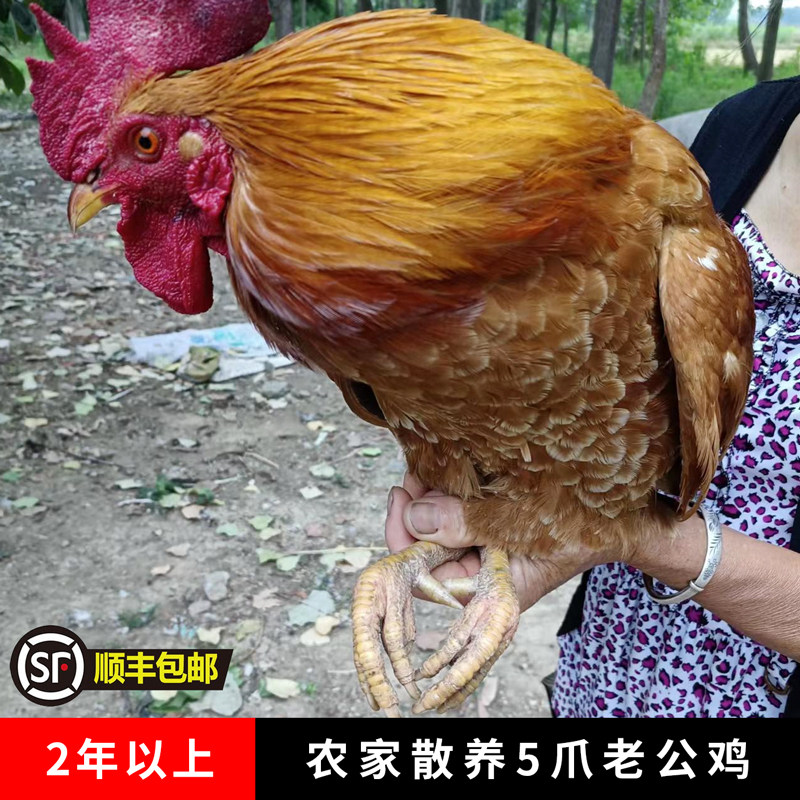 土鸡农家散养2年老公鸡 正宗土公鸡 柴鸡公走地鸡 大公鸡活鸡现杀