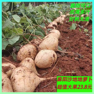 正宗湖南麻阳地萝卜，地瓜，凉薯脆甜可口皮薄多汁现挖直发