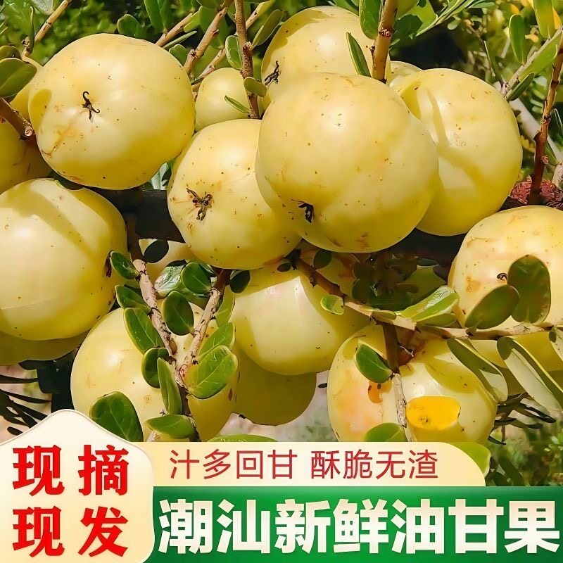 潮汕柿饼甜种新鲜油甘果余甘果牛甘果滇橄榄油甘1份包邮