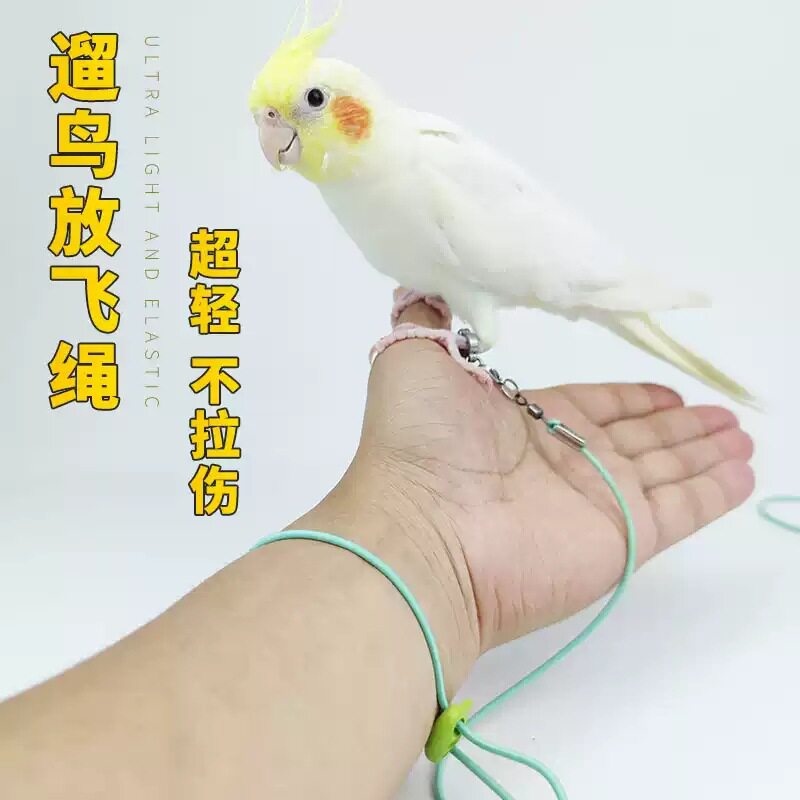 鹦鹉放飞绳户外遛鸟牵引弹力绳虎皮牡丹玄凤脚环超轻训练绳不伤脚
