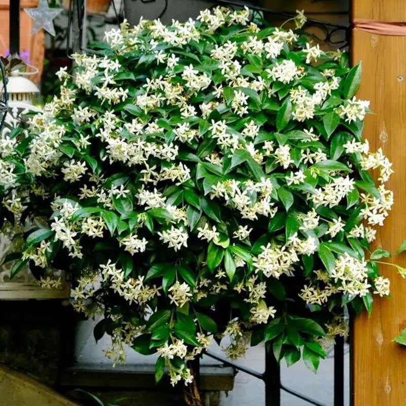 风车茉莉花苗室内外庭院阳台盆栽浓香花卉藤本攀援络石藤垂丝绿植