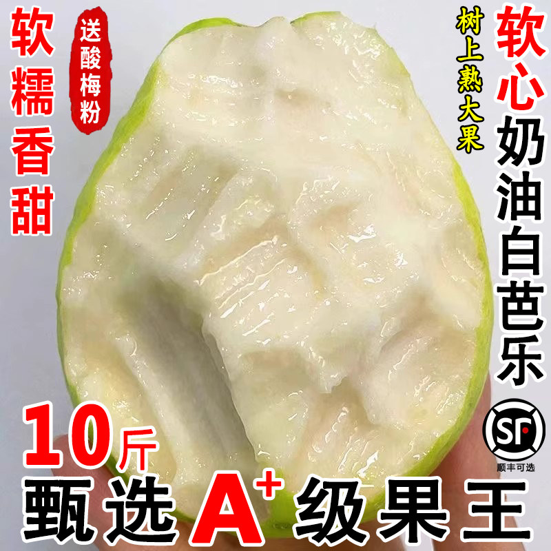福建软心奶油白芭乐新鲜水果现摘白心番石榴黄金奶油芭乐树上熟果