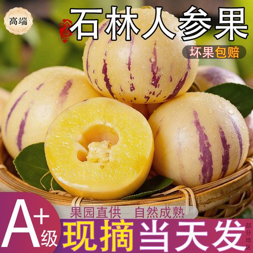 云南石林人参果树上熟新鲜水果当季黄心圆果人心果七彩人叁果大果